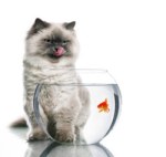 cat_fish_bowl